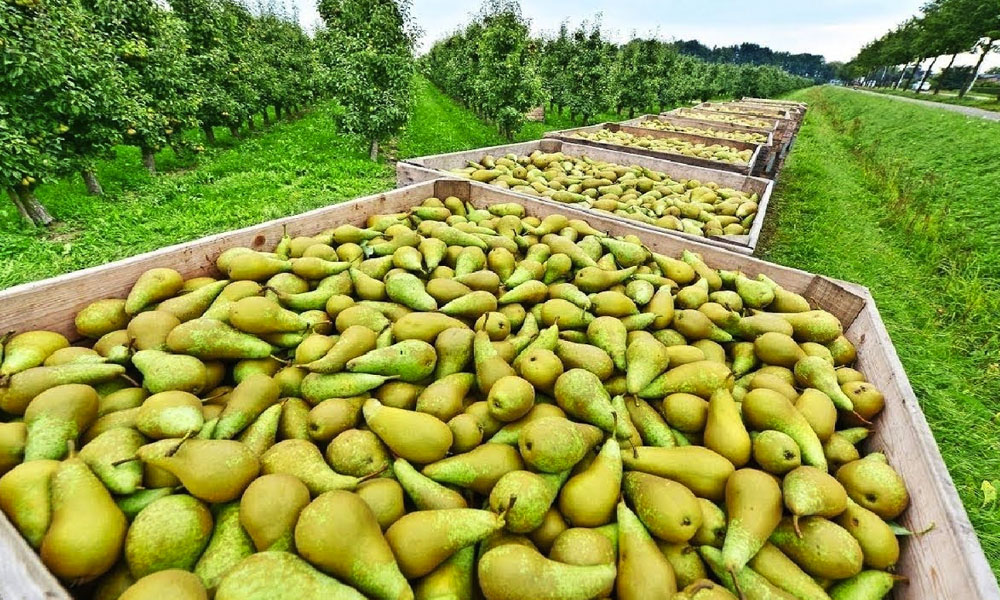 Pear Orchards
